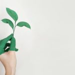 L'ecologia spiegata in modo semplice cosa significa realmente?