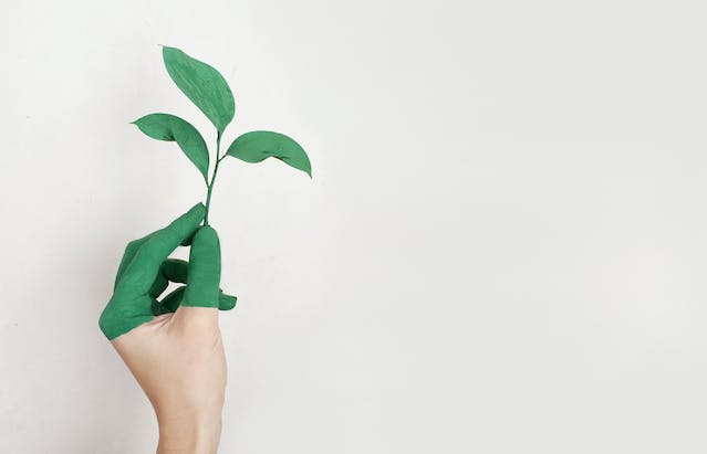 L'ecologia spiegata in modo semplice cosa significa realmente?