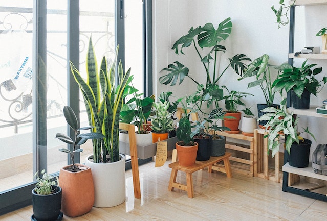 Arredare casa con fiori e piante un tocco di natura per il tuo ambiente domestico